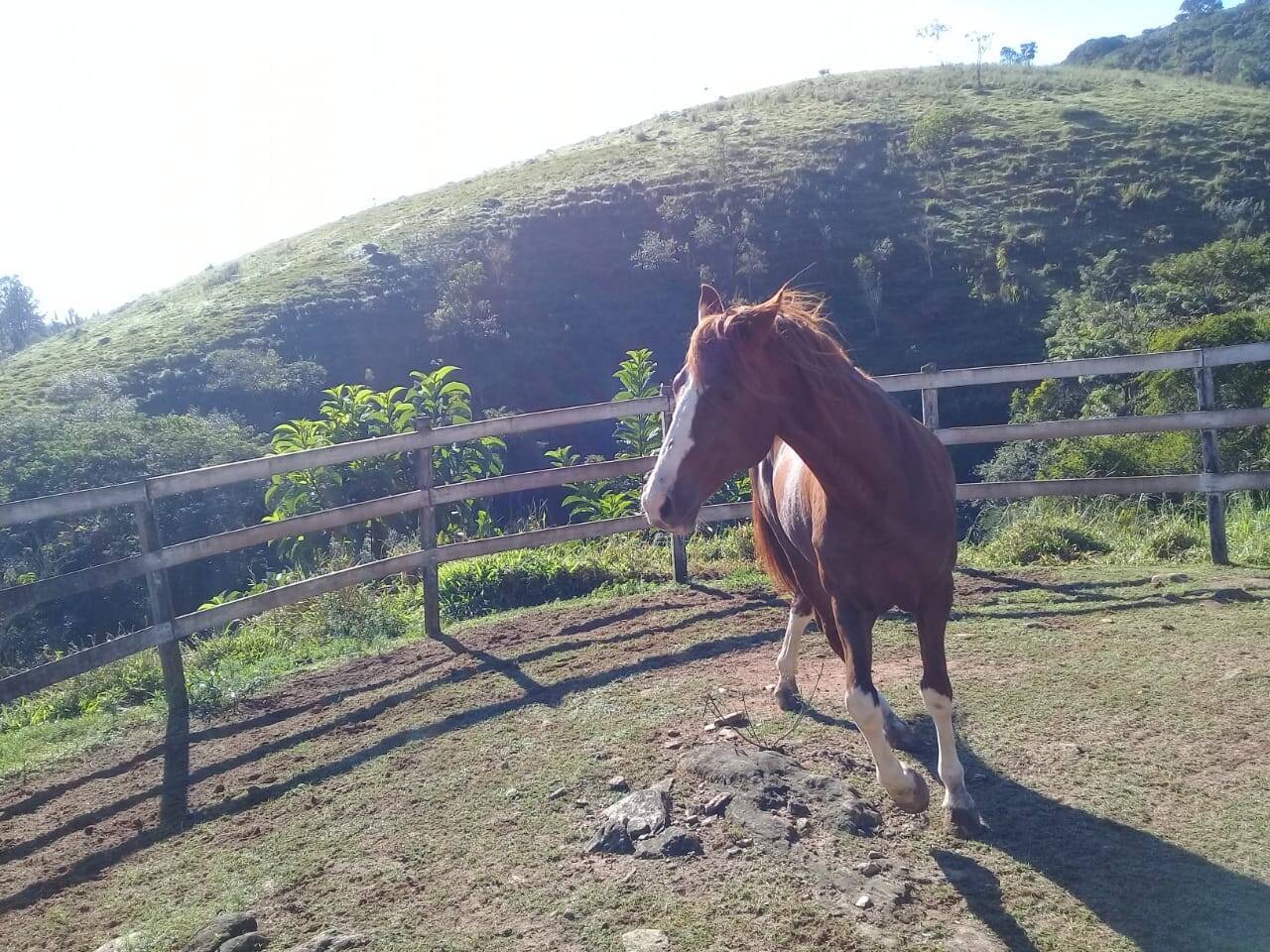 Sítio, 4 quartos, 6 hectares - Foto 22