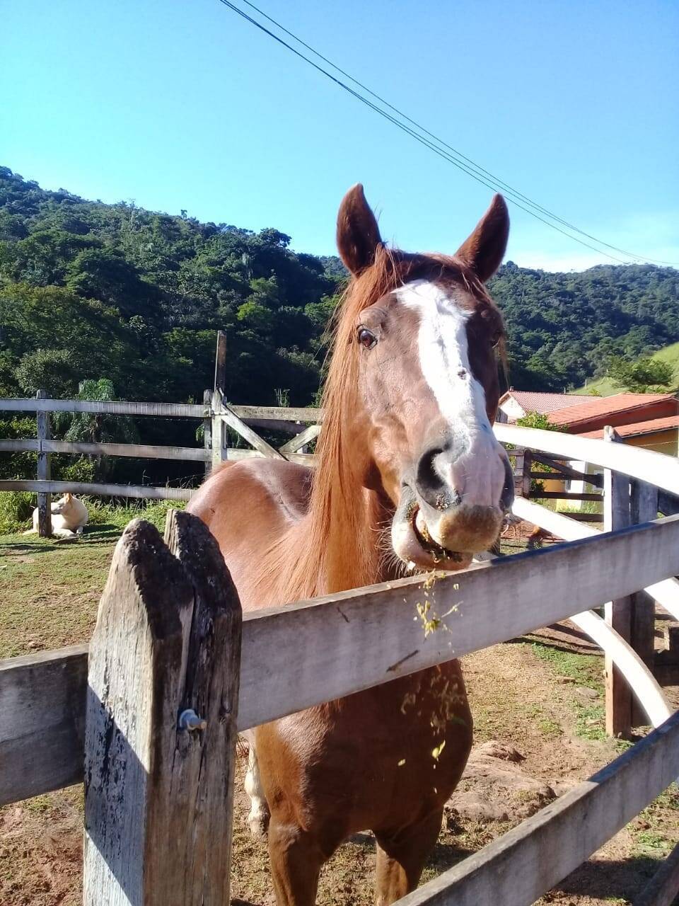 Sítio, 4 quartos, 6 hectares - Foto 24