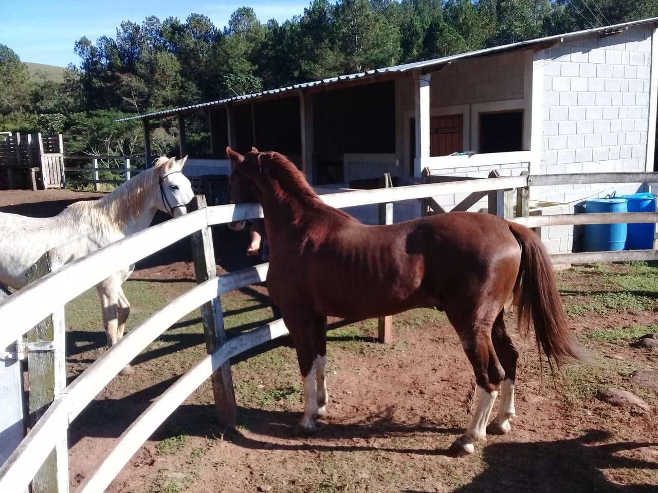 Sítio, 4 quartos, 6 hectares - Foto 25